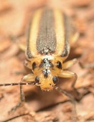 Derospidea brevicollis
