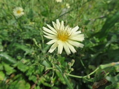 Lactuca indica