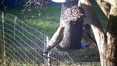 Coccothraustes vespertinus brooksi