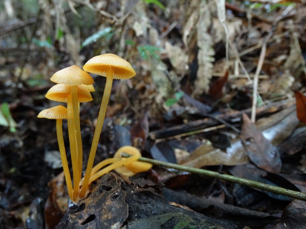 Mycena leana · May 2014 · photo: © piterkeo (iNaturalist, cc-by-nc)