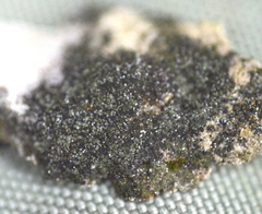 Placopyrenium fuscellum