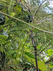 Calliandra houstoniana calothyrsus