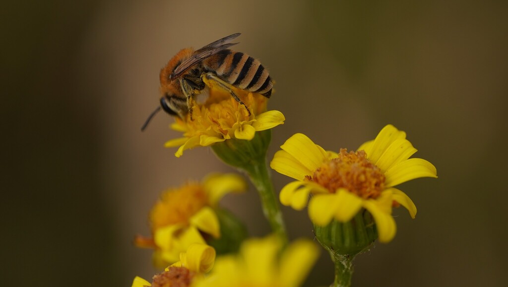 Colletes fodiens