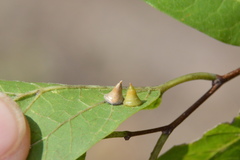 Celticecis spiniformis