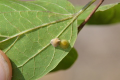 Celticecis spiniformis