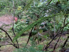 Calliandra houstoniana calothyrsus