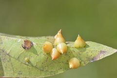 Celticecis spiniformis