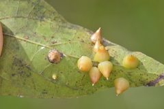 Celticecis spiniformis