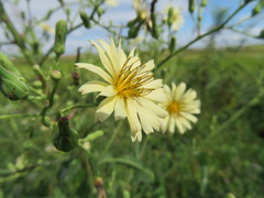 Lactuca indica