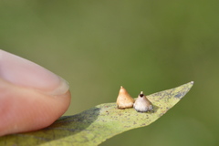 Celticecis spiniformis