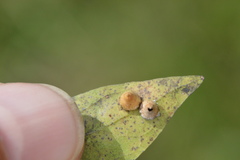 Celticecis spiniformis