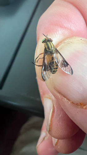 Chrysops lateralis photo 2