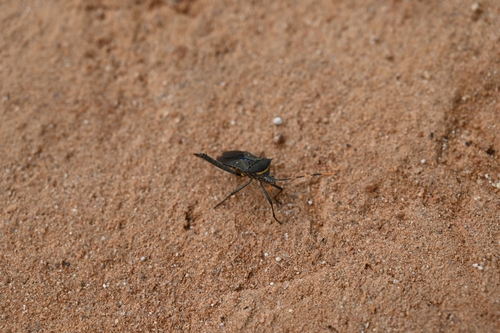 Citron Bug