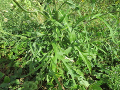 Lactuca indica