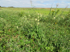 Lactuca indica