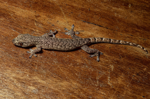 Ba Na Dwarf Gecko, Hemiphyllodactylus banaensis