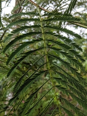 Calliandra houstoniana calothyrsus