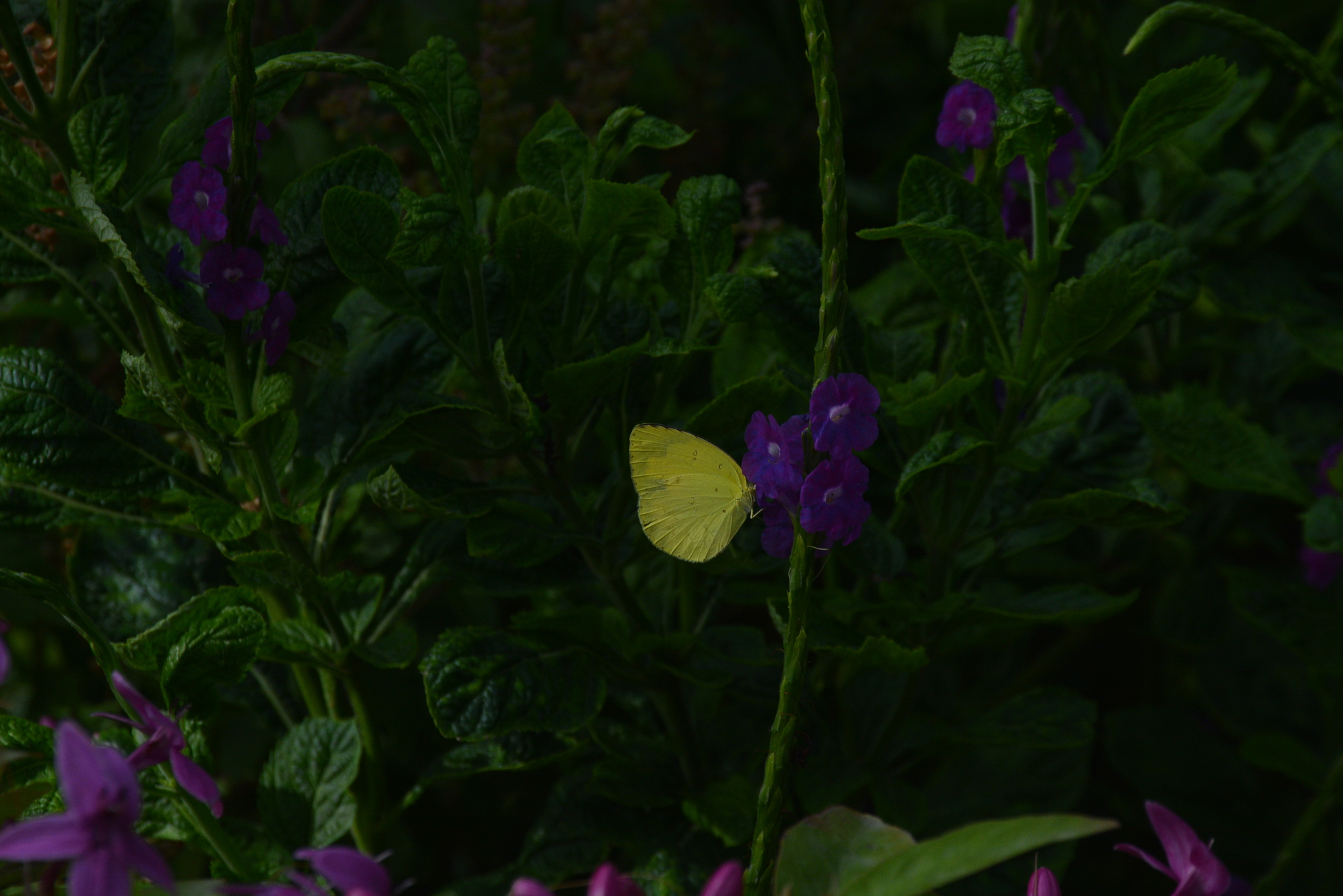 Common Grass Yellow