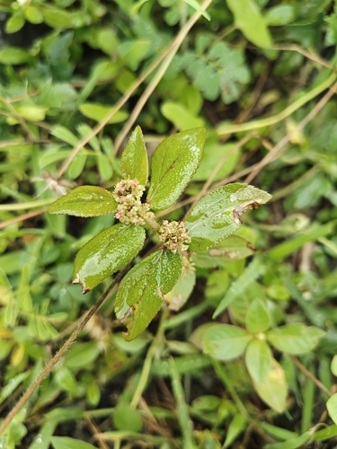 Asthma Plant