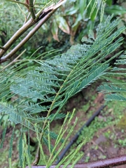 Calliandra houstoniana calothyrsus