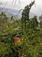 Calliandra houstoniana calothyrsus