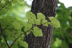 Tilia amurensis, photograph (c) Валерия Ковалева, some rights reserved (CC BY)