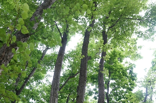 Tilia amurensis, photograph 5