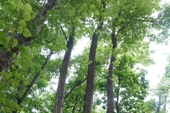 Tilia amurensis, photograph (c) Валерия Ковалева, some rights reserved (CC BY)