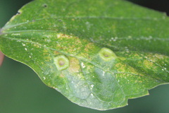 Pachypsylla celtidismamma