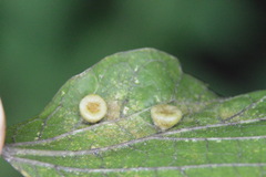 Pachypsylla celtidismamma
