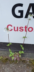 Nemesia floribunda