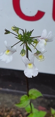 Nemesia floribunda