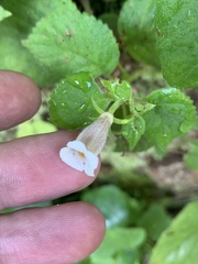Achimenes