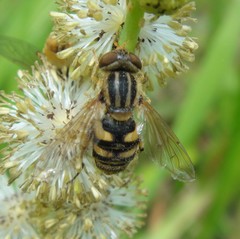 Parhelophilus laetus