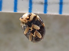 Brachiacantha decempustulata