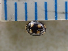 Brachiacantha decempustulata