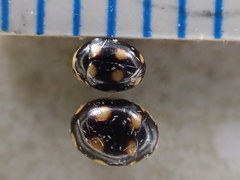 Brachiacantha decempustulata