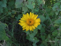 Grindelia subdecurrens