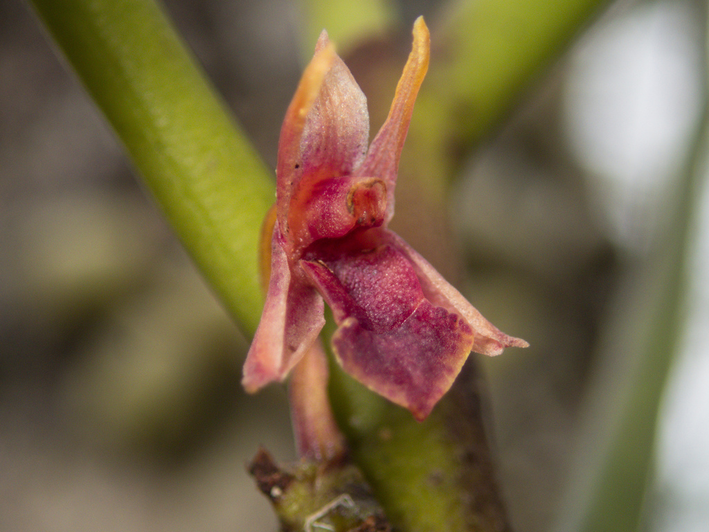 Luisia brachystachys