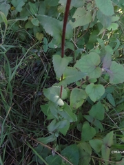 Grindelia subdecurrens