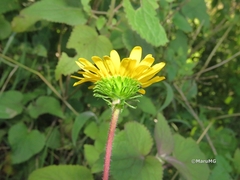 Grindelia subdecurrens