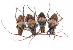 Paranisopodus paradoxus