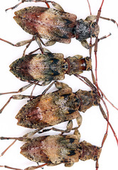 Paranisopodus paradoxus