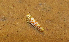 Dikrella maculata