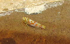 Dikrella maculata