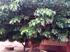Ficus