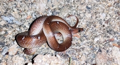 Lycodon anamallensis