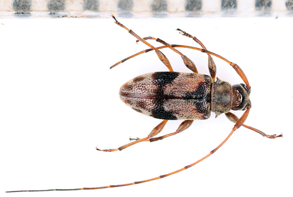 Polymitoleiopus navarretei