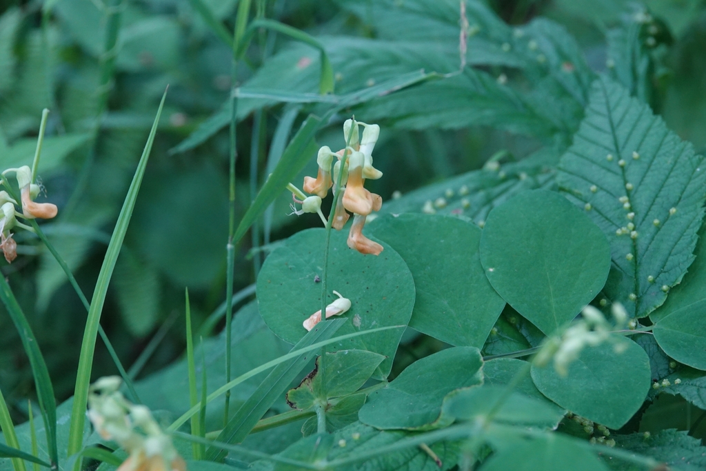 Lathyrus davidii; photograph (c) Валерия Ковалева, some rights reserved (CC BY)