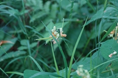 Lathyrus davidii, photograph (c) Валерия Ковалева, some rights reserved (CC BY)